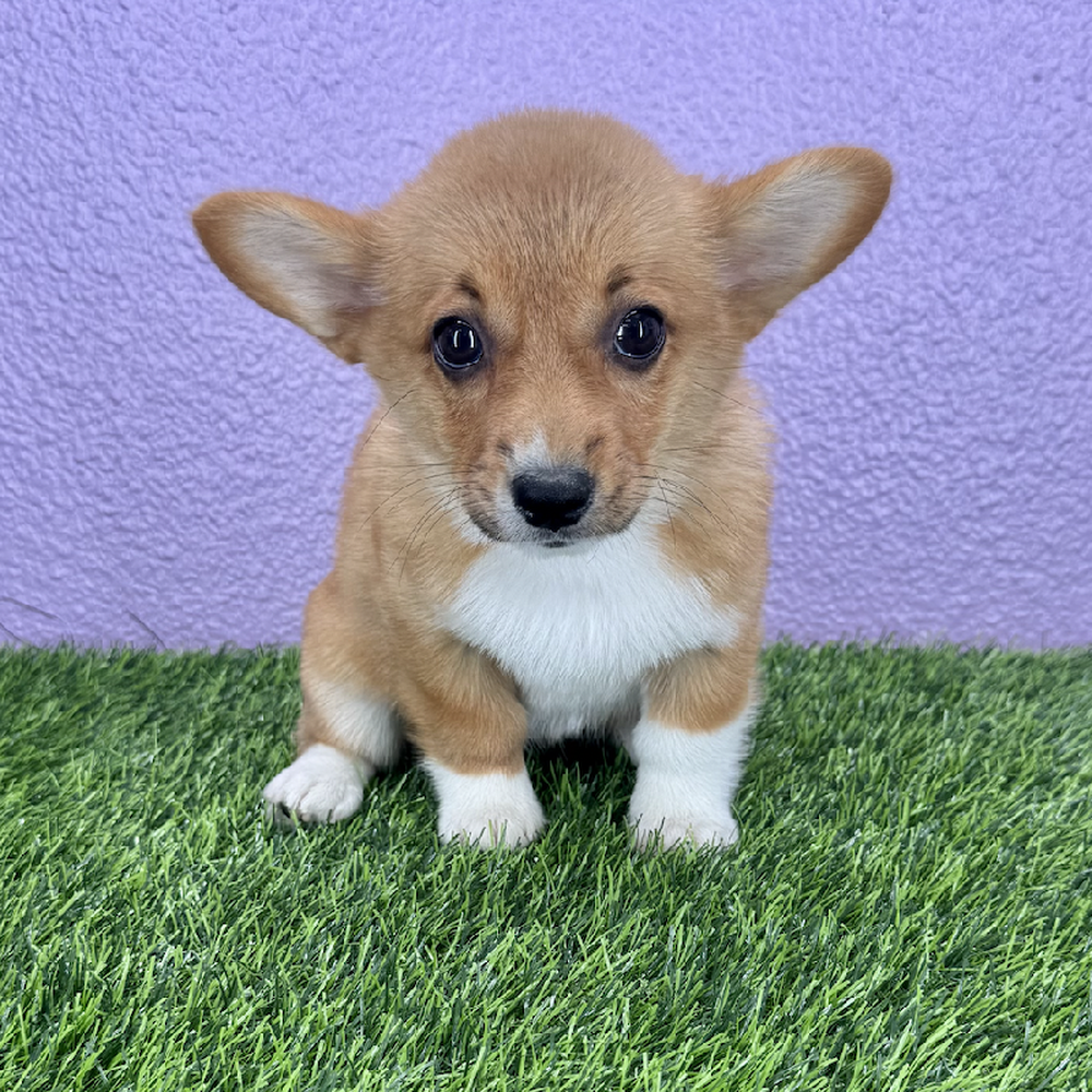 pet breed image