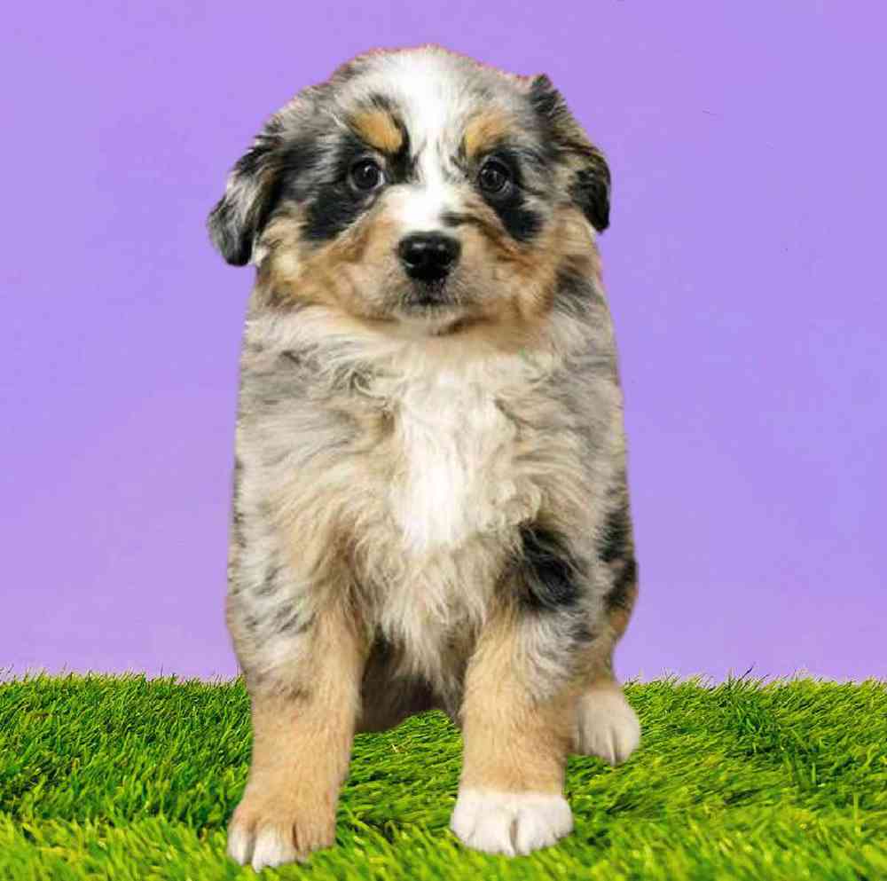 Female Australian Shepherd Puppy for Sale in Puyallup, WA