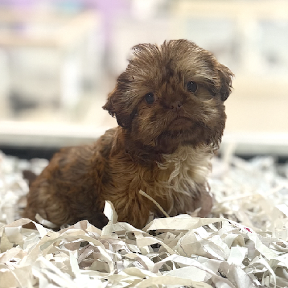 carousel pet images
