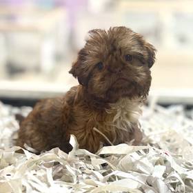 Shih Tzu