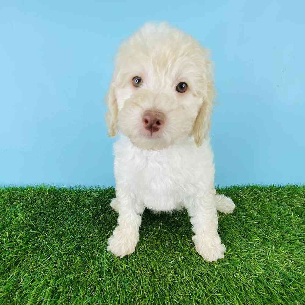 Female Poodle Puppy for sale