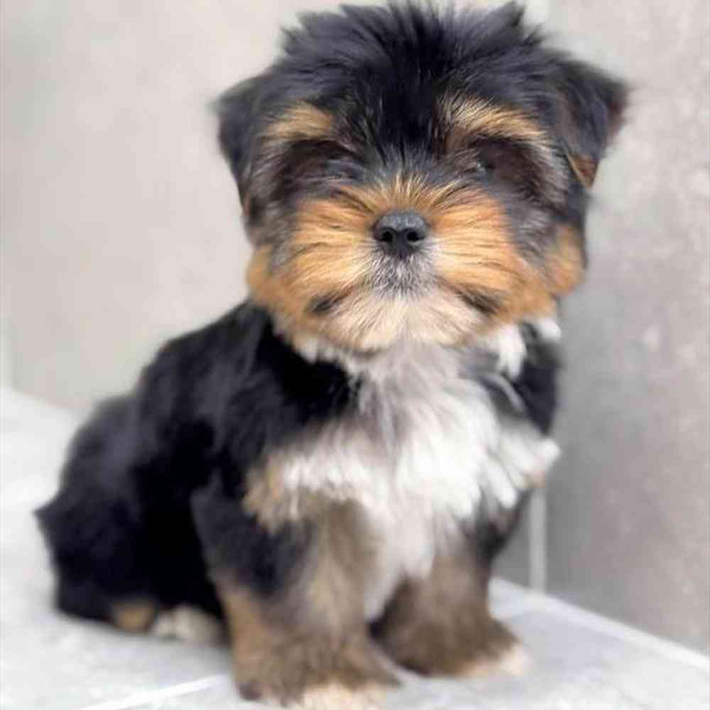 pet breed image