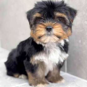 Yorkie