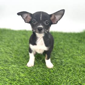 Chihuahua
