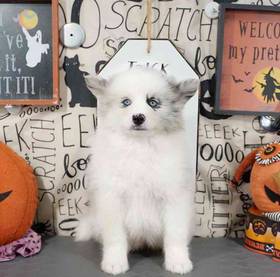 Pomsky