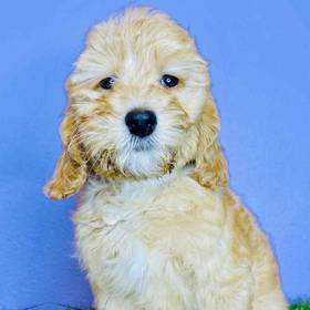 2nd Gen Mini Goldendoodle