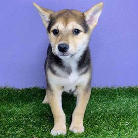 Shiba Inu