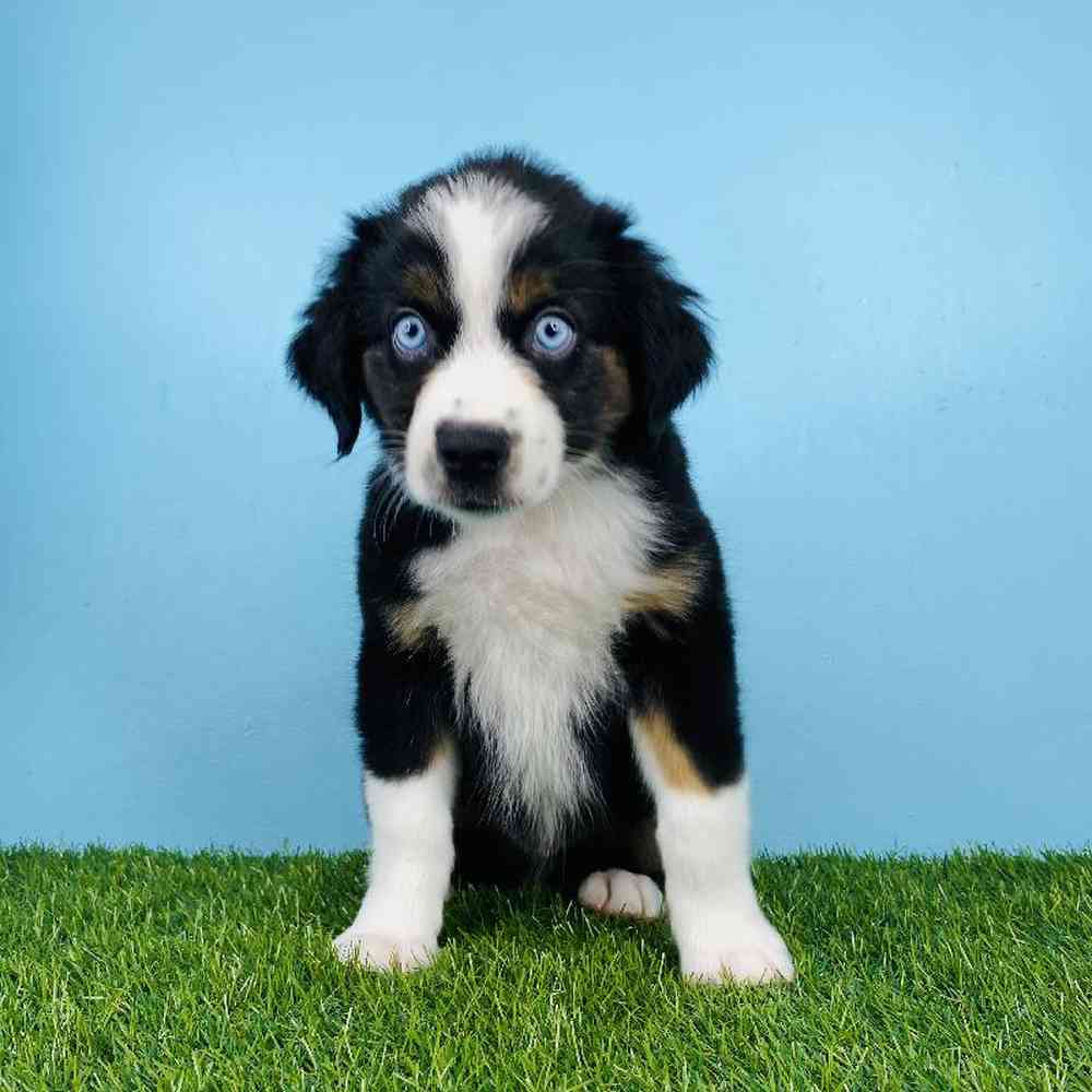 Male Mini Aussie Puppy for sale