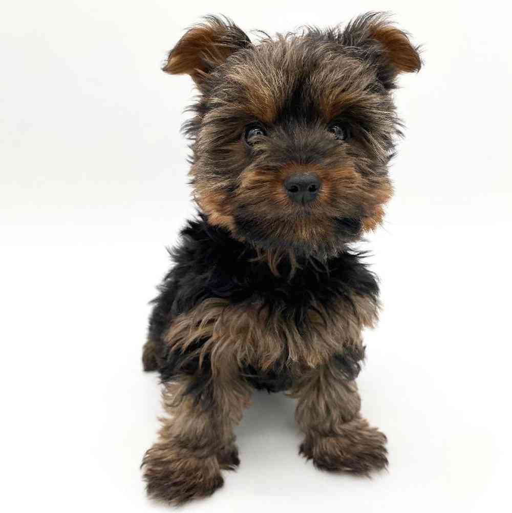 Male Yorkie Puppy for Sale in Puyallup, WA