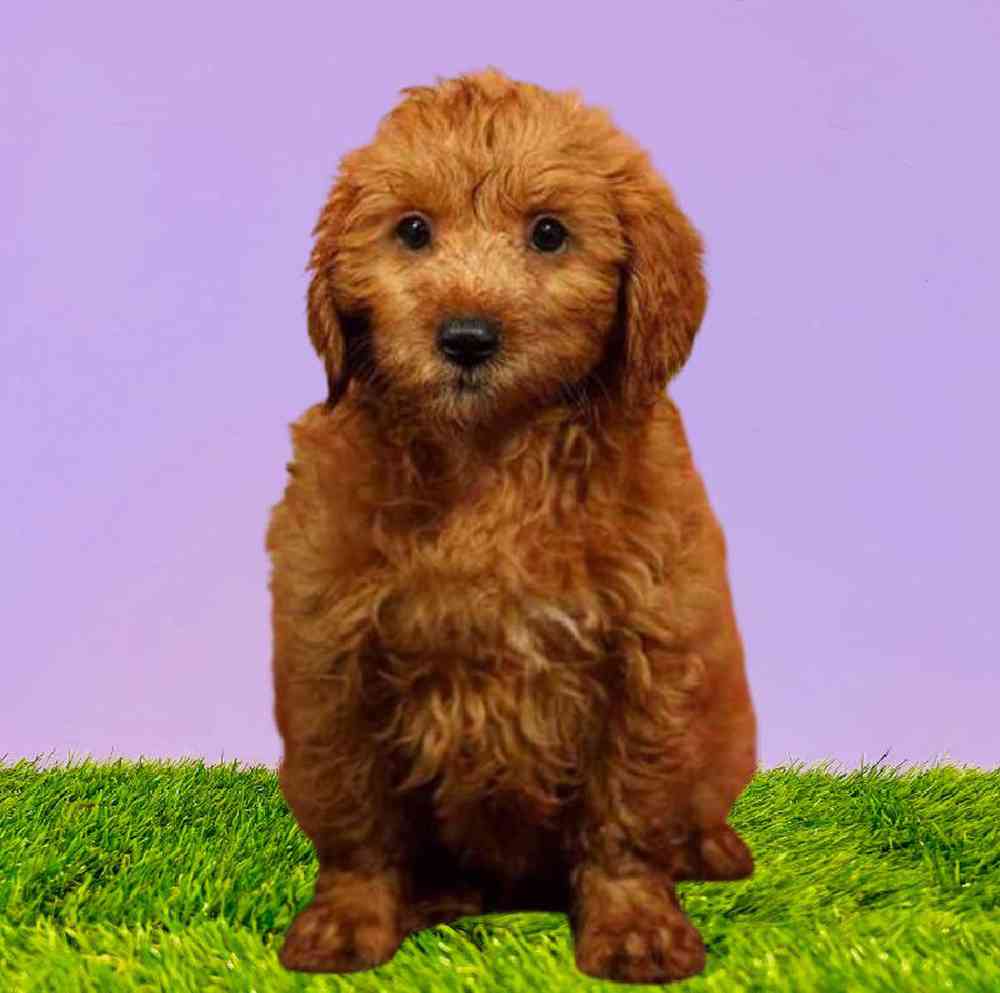 2nd Gen Mini Goldendoodle Puppies for Sale Puyallup