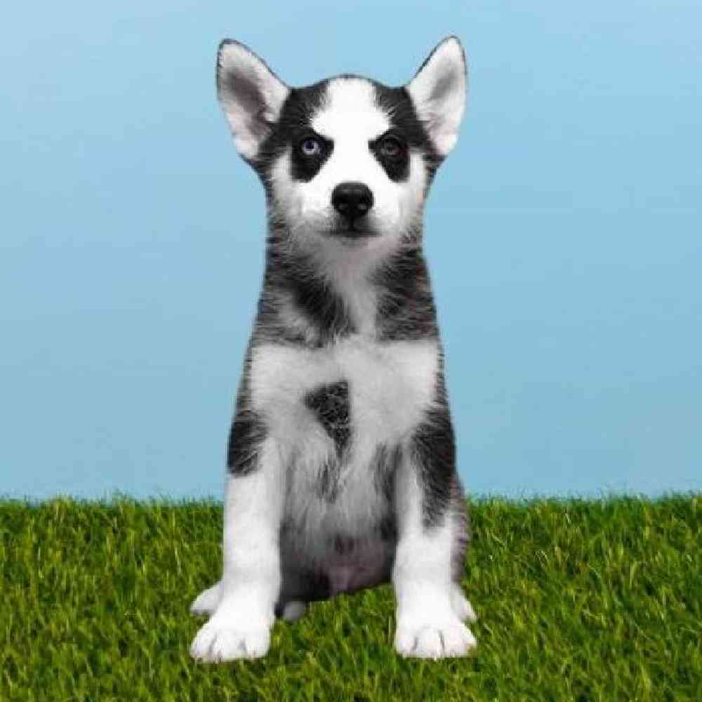 Male Siberian Husky Puppy for sale