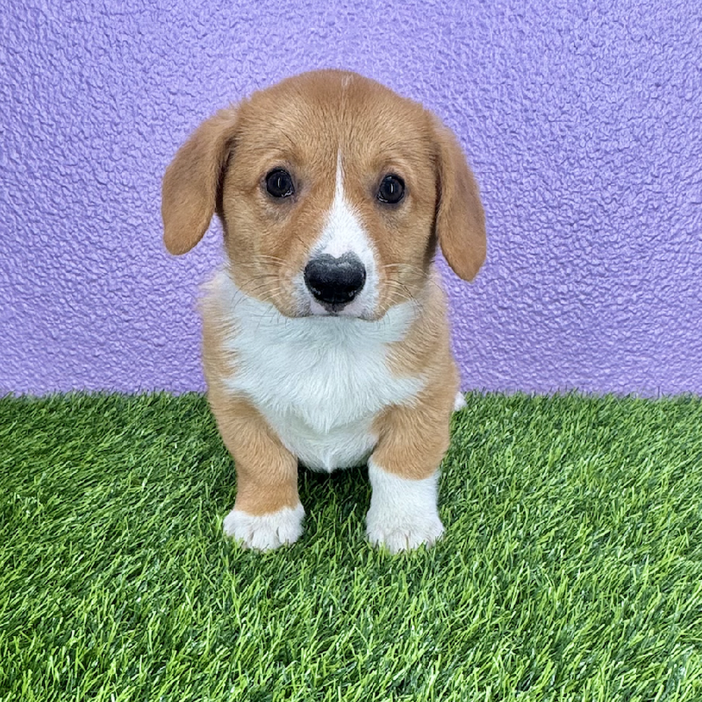 pet breed image