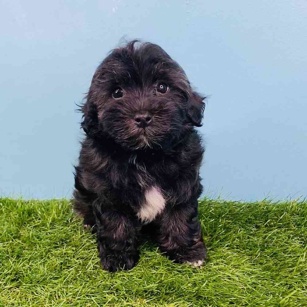 Male Havapoo Puppy for sale