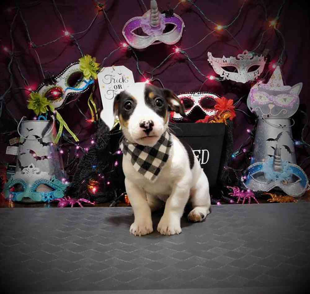 carousel pet images