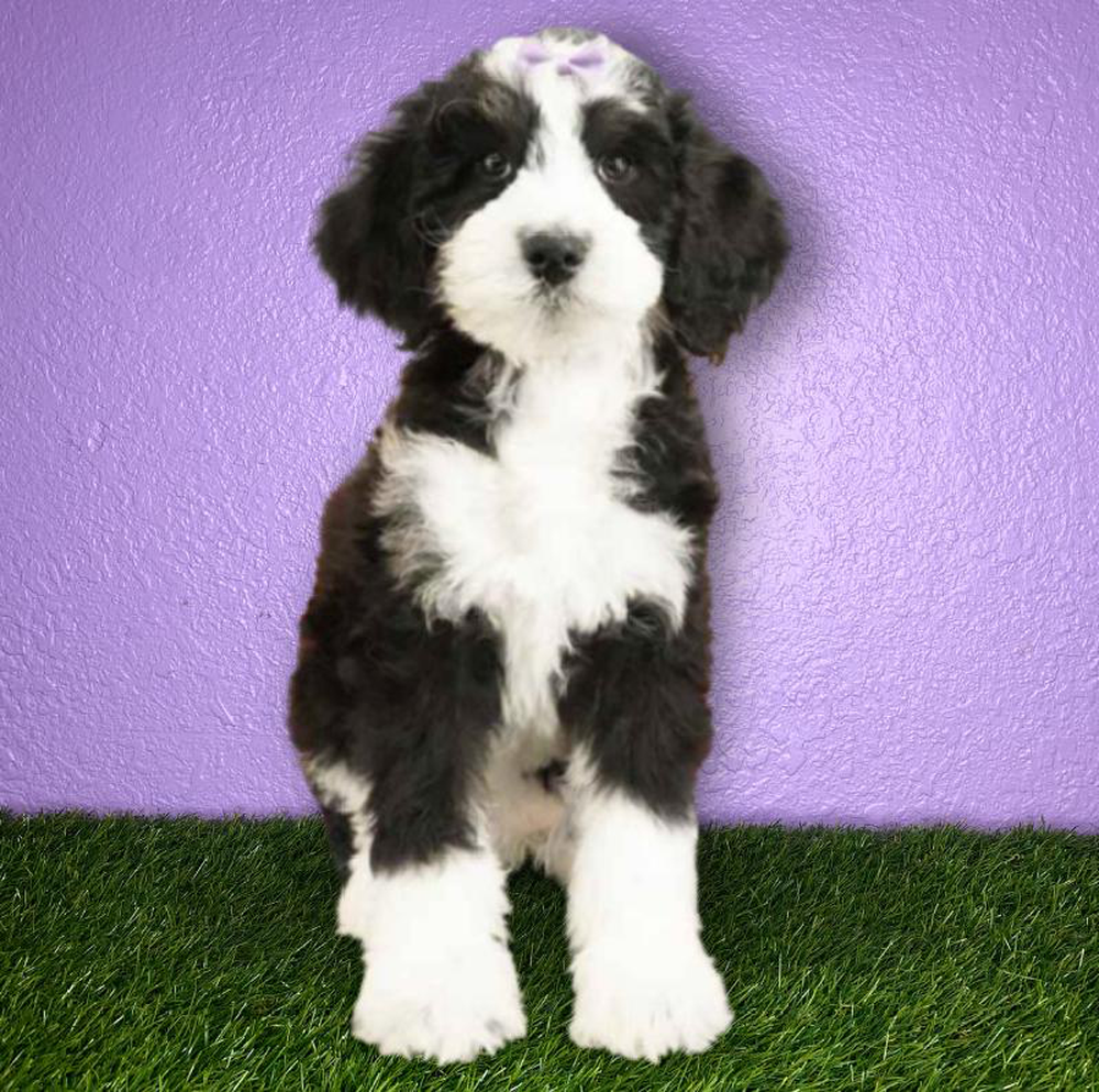 Female 2nd Gen Standard Bernadoodle Puppy for sale