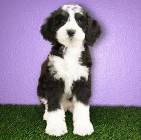 2nd Gen Standard Bernedoodle