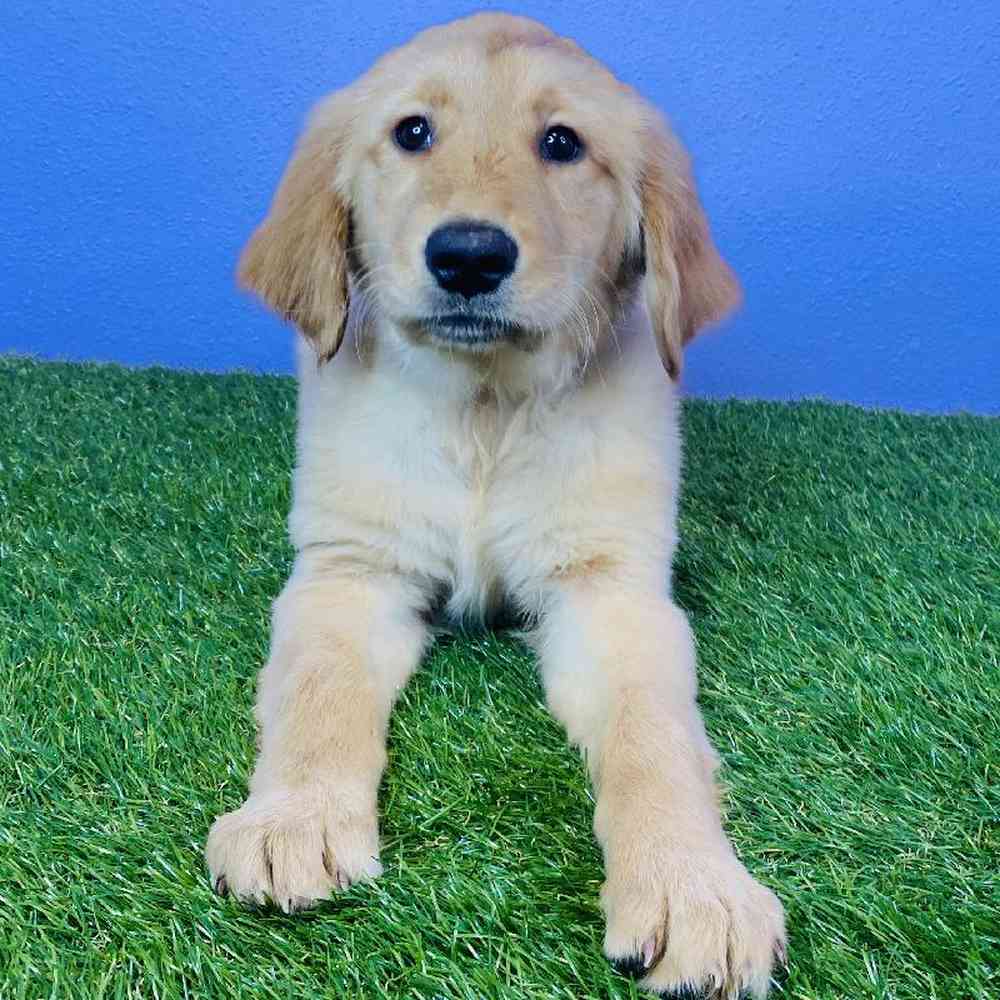 Female Golden Retriever Puppy for sale