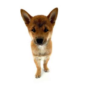 Shiba Inu