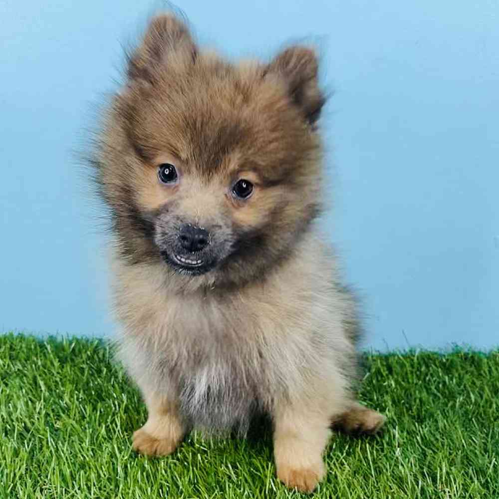 Female Pomeranian Puppy for sale