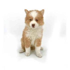 Pomsky