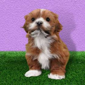 Lhasa Apso