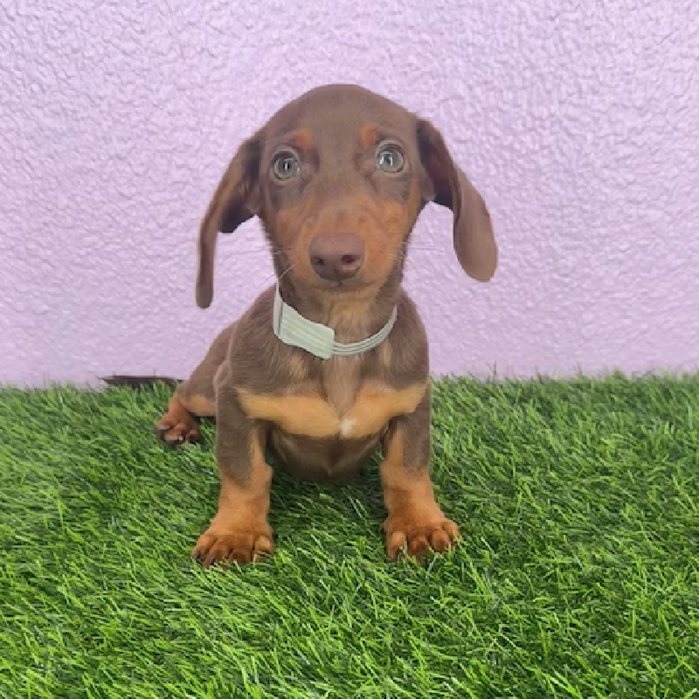 pet breed image
