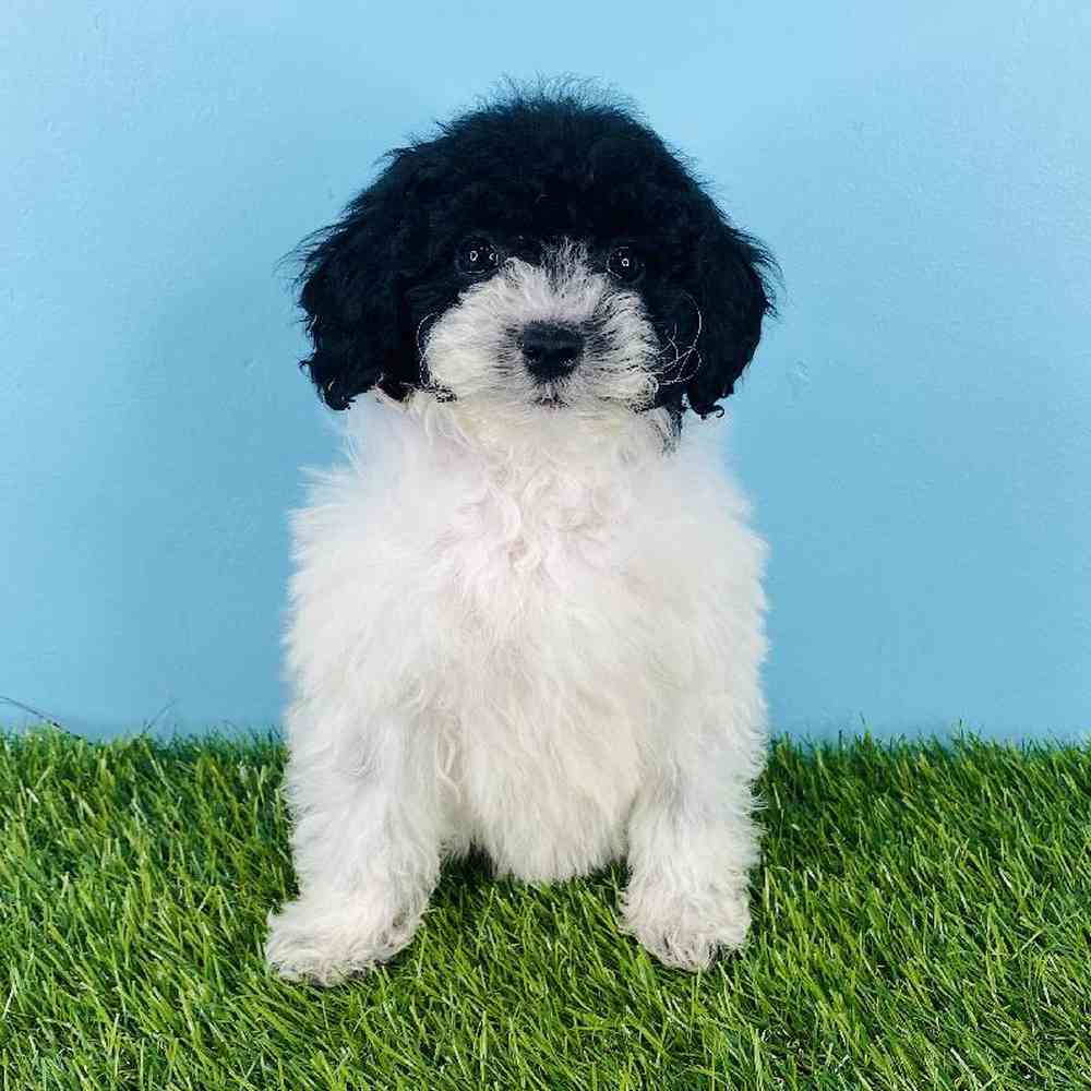 Female Poodle Puppy for sale