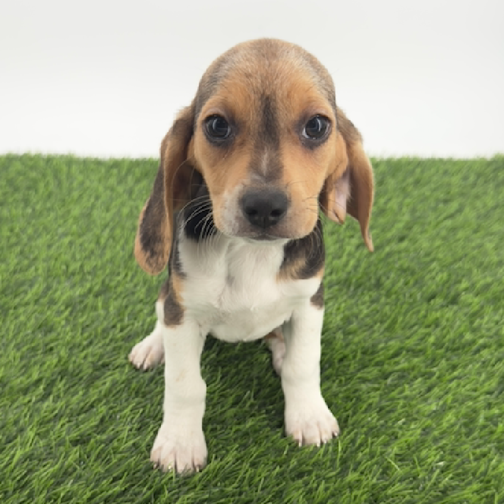 pet breed image