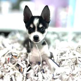 Alaskan Klee Kai