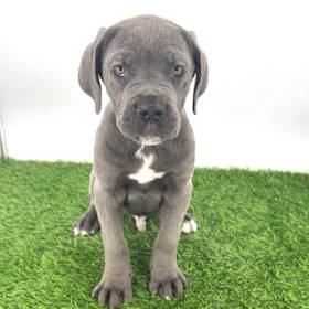 Cane Corso