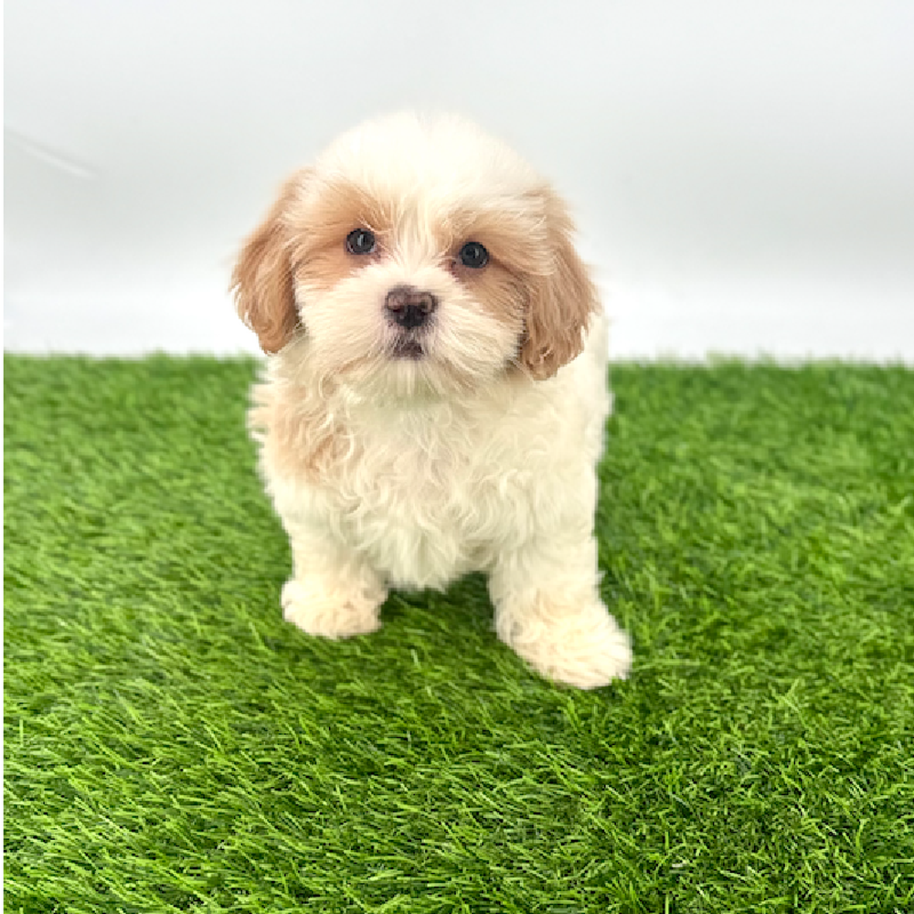 pet breed image