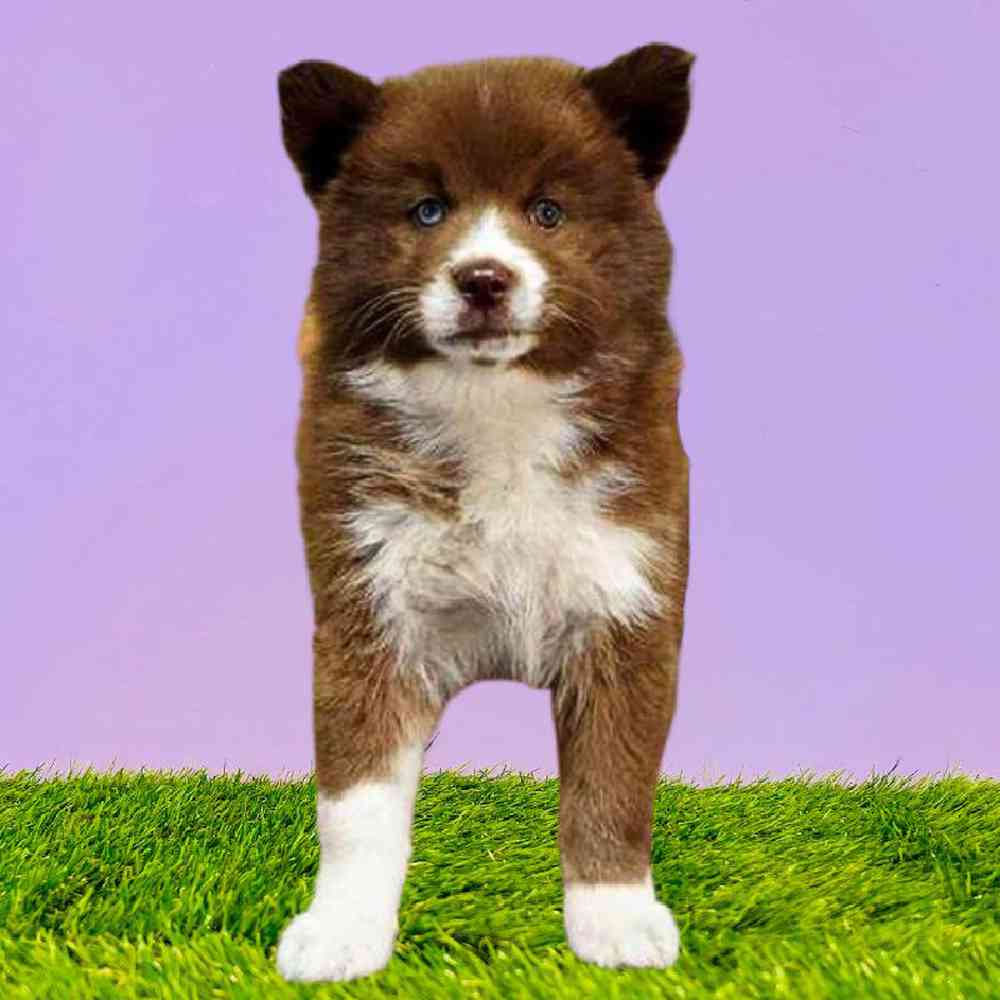 carousel pet images