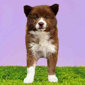 Pomsky