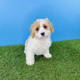 Cavachon