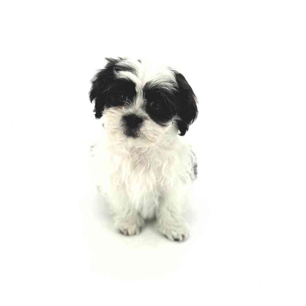 Female Malshi Puppy for Sale in Puyallup, WA