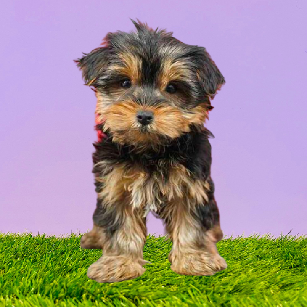 Yorkie