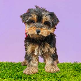 Yorkie