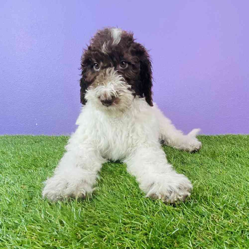 Female Sheepadoodle Puppy for sale