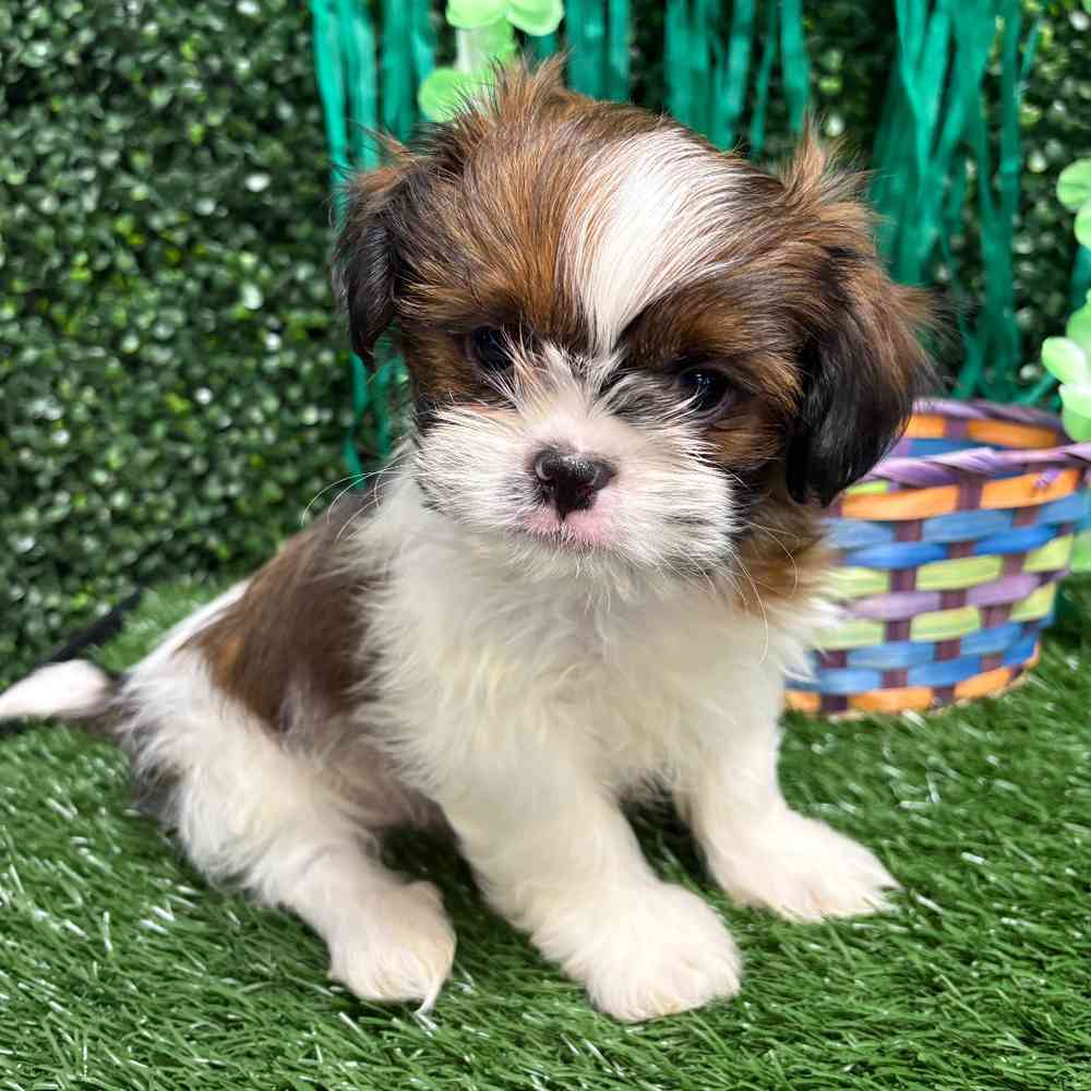 carousel pet images