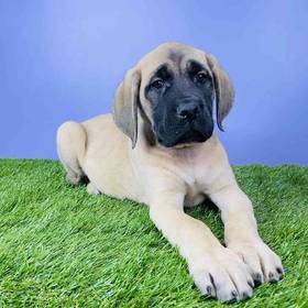English Mastiff