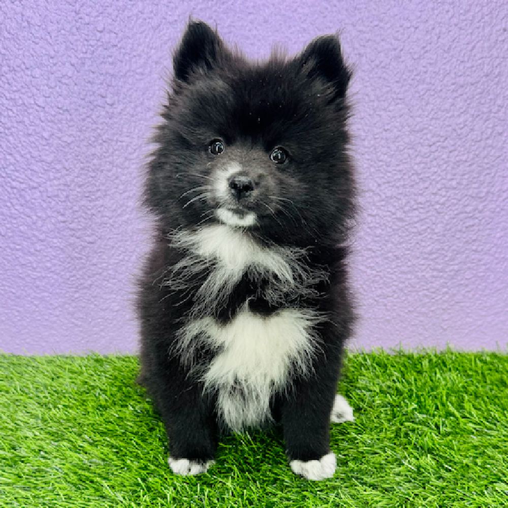 pet breed image