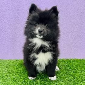 2nd Gen Pomsky