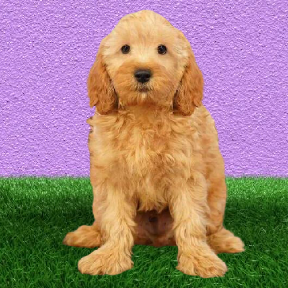 2nd Gen Cockapoo Puppies for Sale Marietta