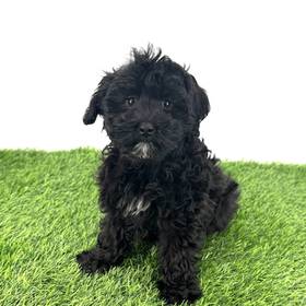 Schnoodle