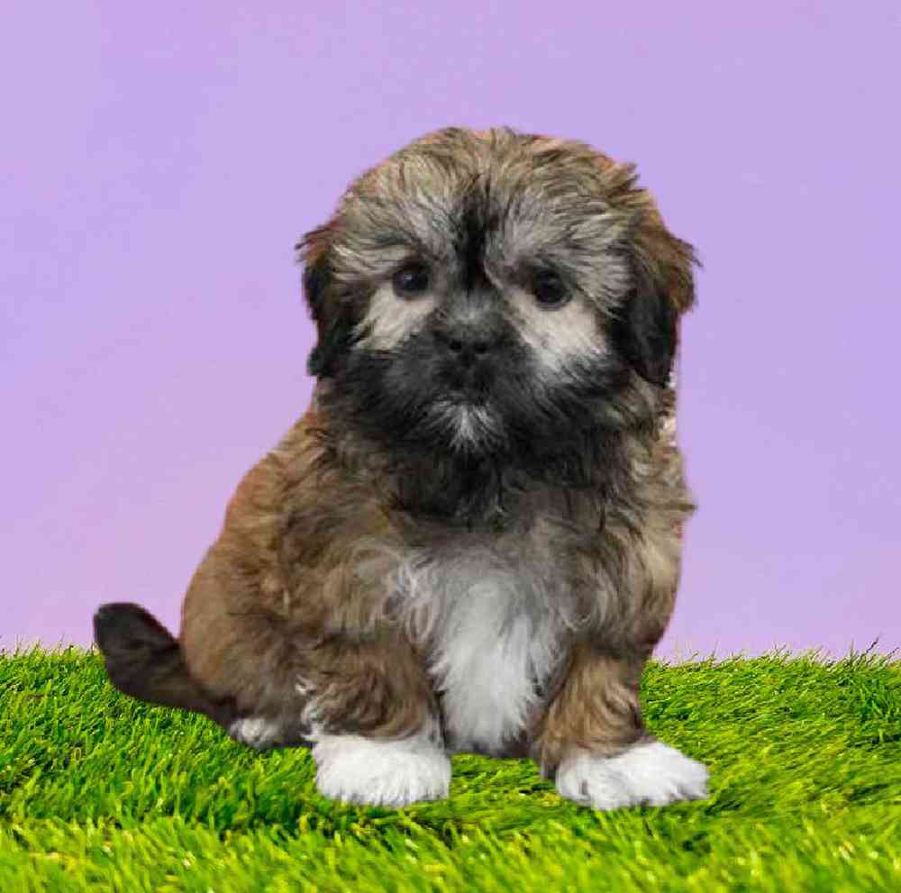 Information on Malshi Puppies for Sale in Washington