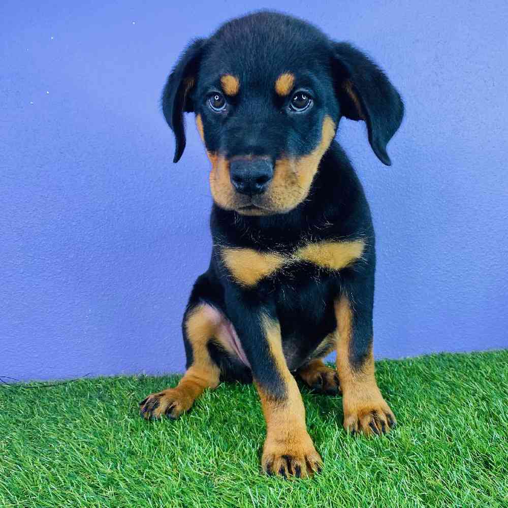 Female Rottweiler Puppy for sale