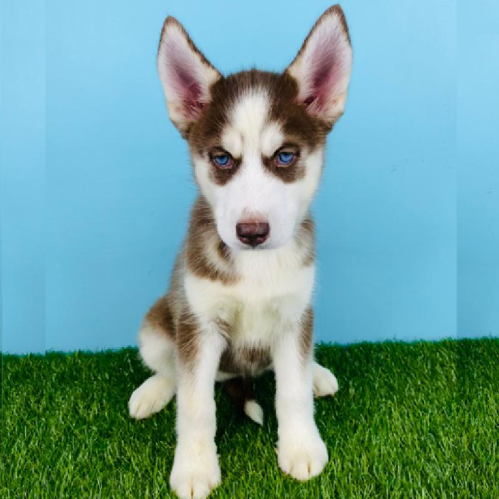 Female Siberian Husky Puppy for sale