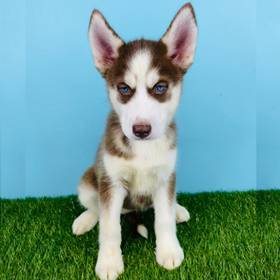 Siberian Husky