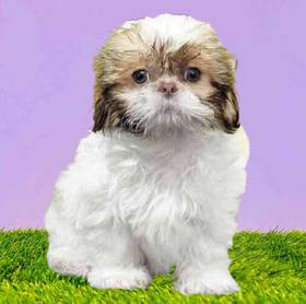 Shih Tzu