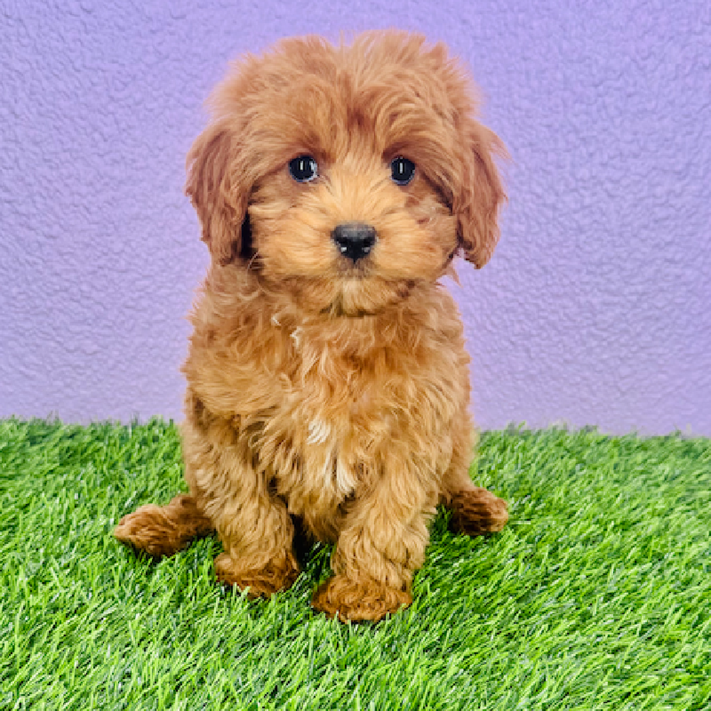 pet breed image